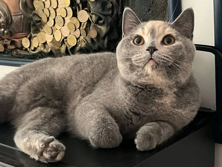 Gato British Shorthair para apartamento
