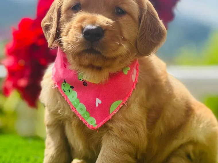 Cachorro Golden Retriever de raza pura mirando a cámara