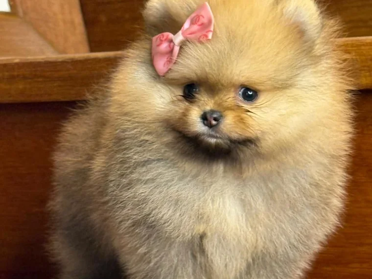 Cachorro Pomerania recién llegado