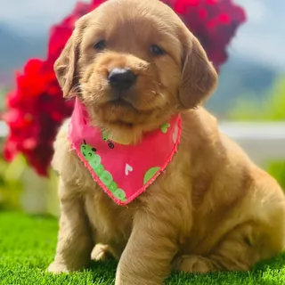 Cachorro de raza pura viajando seguro en cabina hacia Argentina