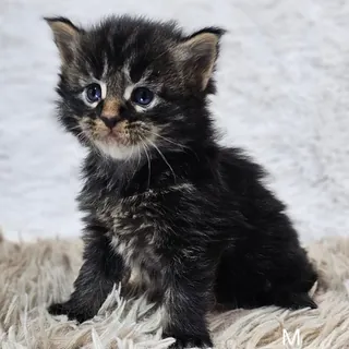 Maine Coon viajando seguro en cabina hacia Cuba