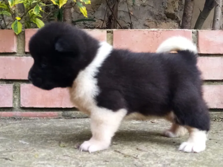 Akita Americano de raza pura — Mascooriente