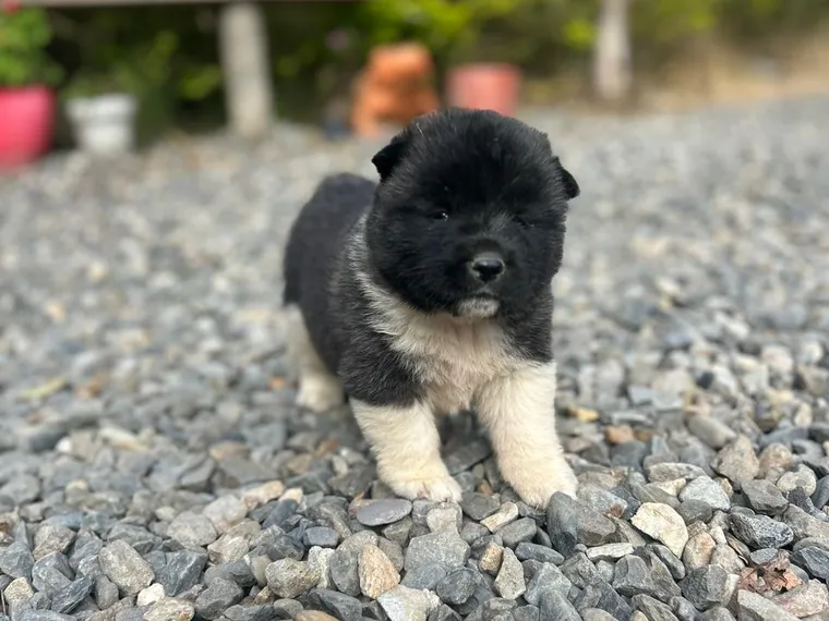 Akita Americano de raza pura — Mascooriente
