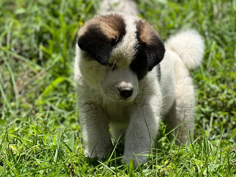 Akita Americano de raza pura — Mascooriente