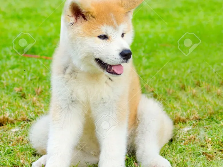 Akita Inu de raza pura — Mascooriente