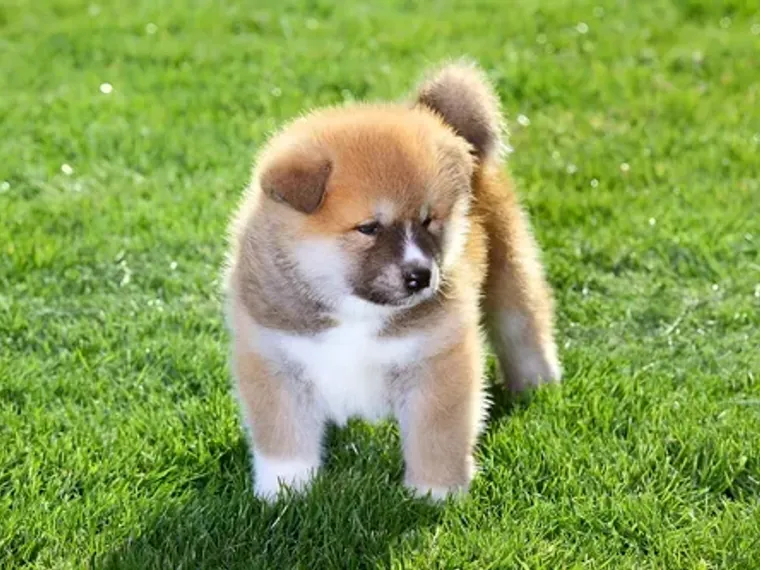 Akita Inu de raza pura — Mascooriente