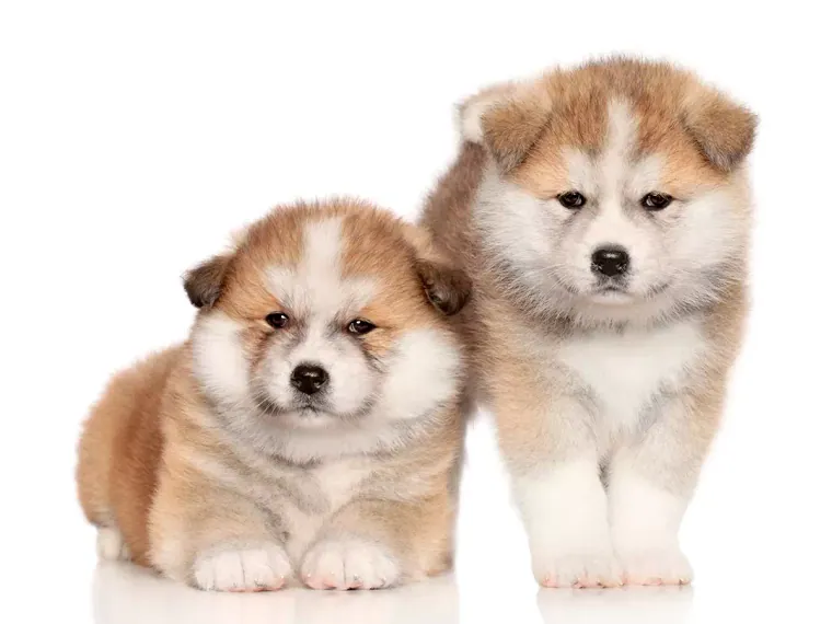 Akita Inu de raza pura — Mascooriente