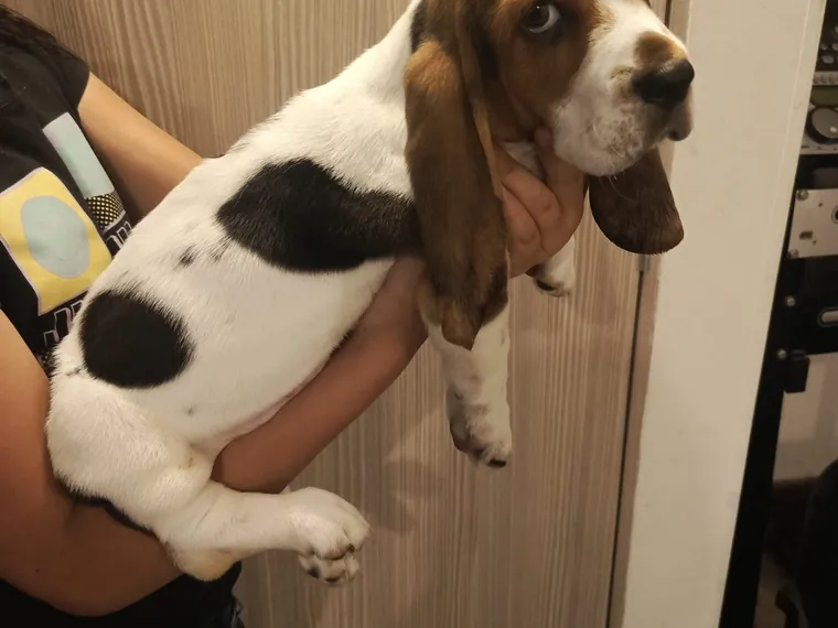 Basset Hound — carácter y personalidad