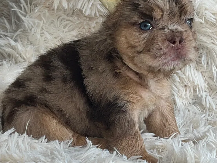 Bulldog Francés de raza pura — Mascooriente