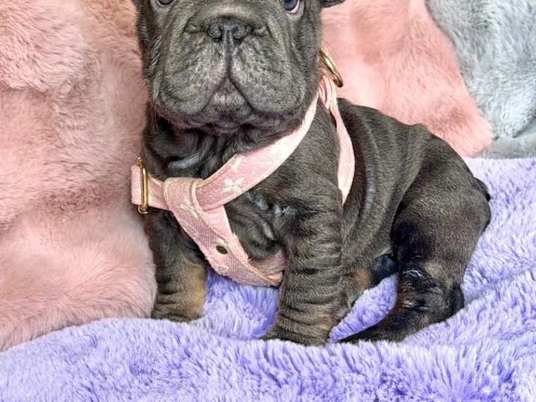 Bulldog Francés de raza pura — Mascooriente