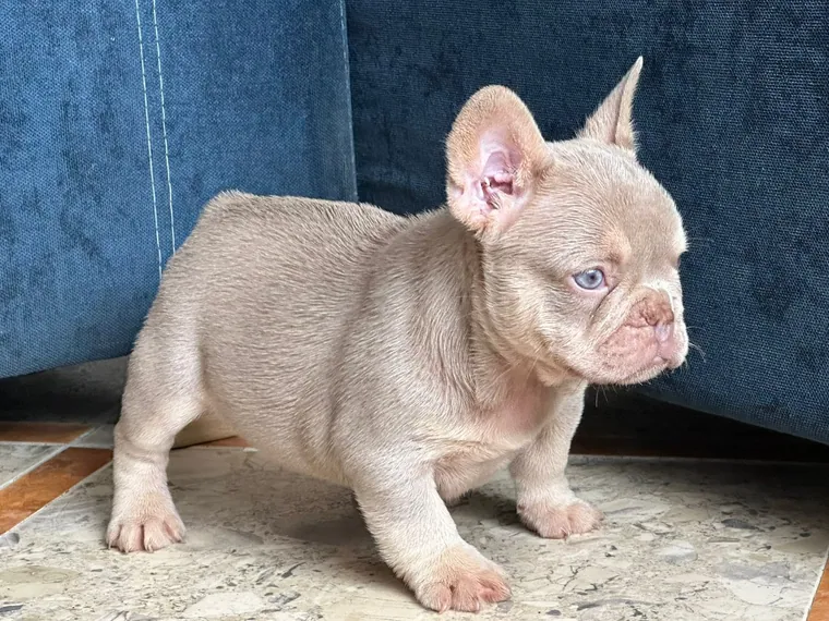 Bulldog Francés de raza pura — Mascooriente