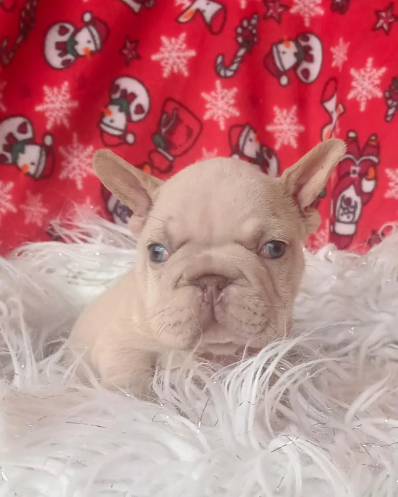 Bulldog Francés de raza pura