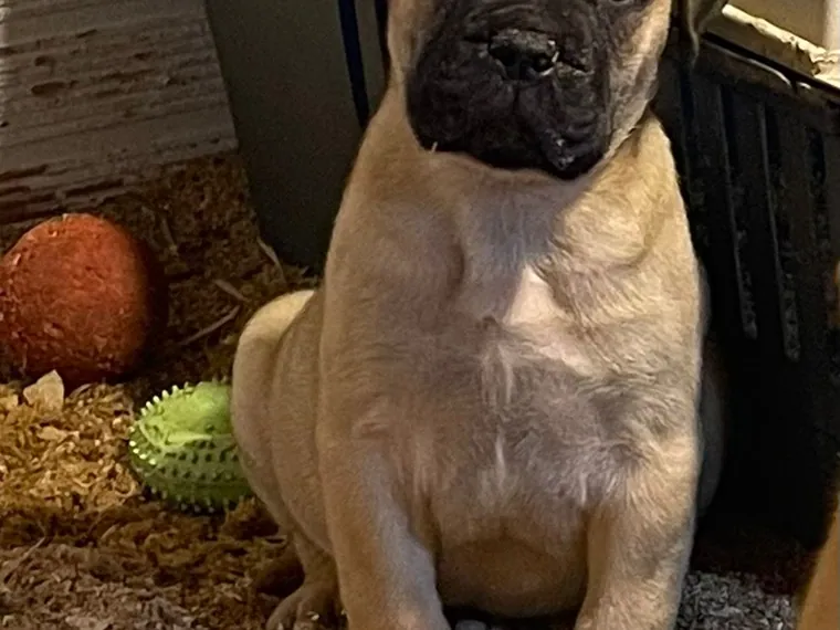 Bullmastiff de raza pura en casa — Mascooriente