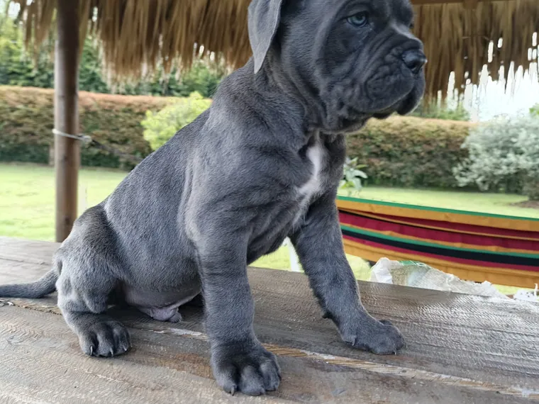 Cane Corso de raza pura — Mascooriente