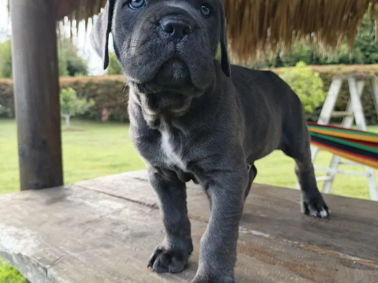Cane Corso de raza pura — Mascooriente