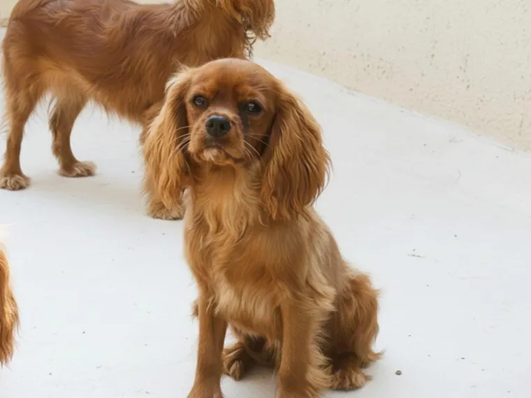Cavalier King de raza pura — Mascooriente