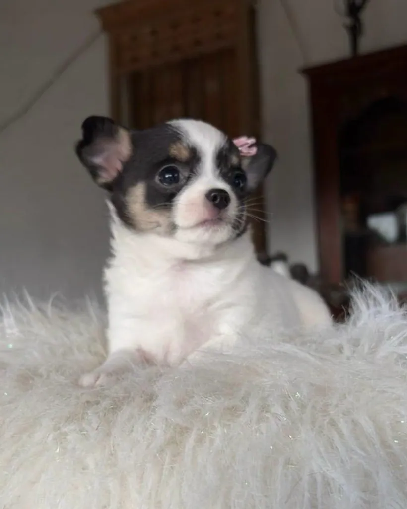 Chihuahua de raza pura — Mascooriente