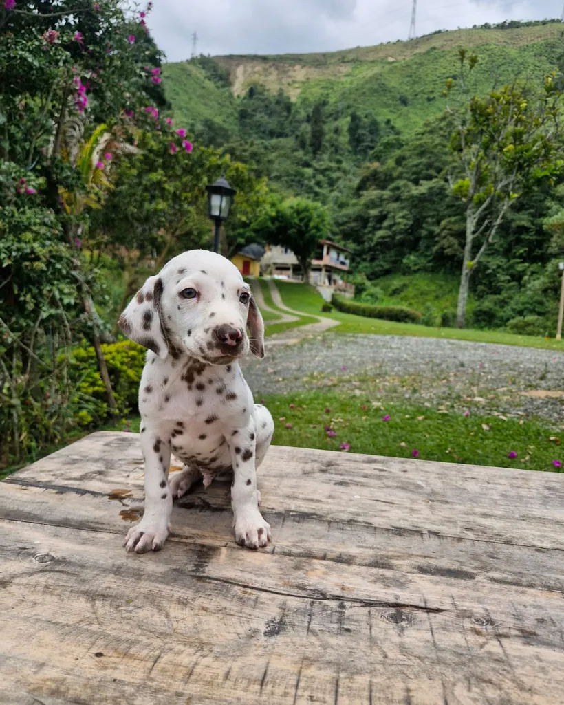Dálmata de raza pura — Mascooriente