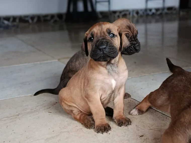 Fila Brasilero de raza pura — Mascooriente