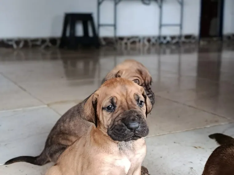 Fila Brasilero de raza pura — Mascooriente