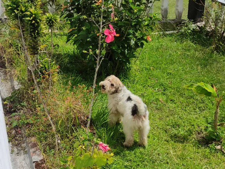Fox Terrier — carácter y personalidad