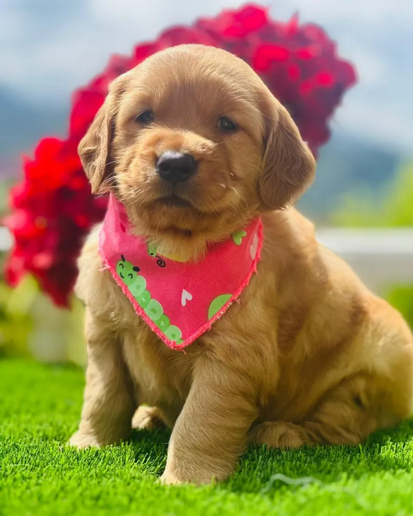 Golden Retriever de raza pura