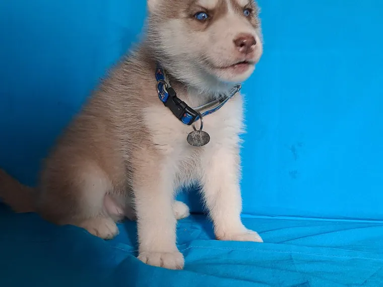 Husky Siberiano de raza pura — Mascooriente