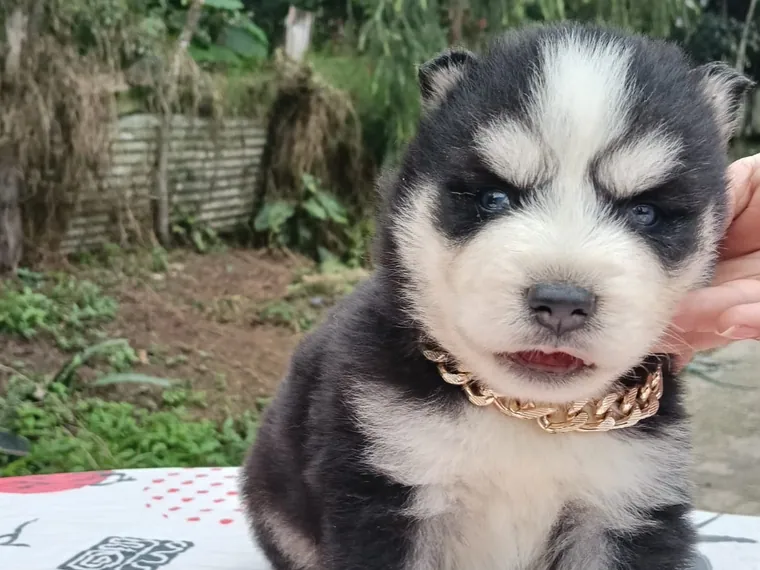 Husky Siberiano de raza pura — Mascooriente