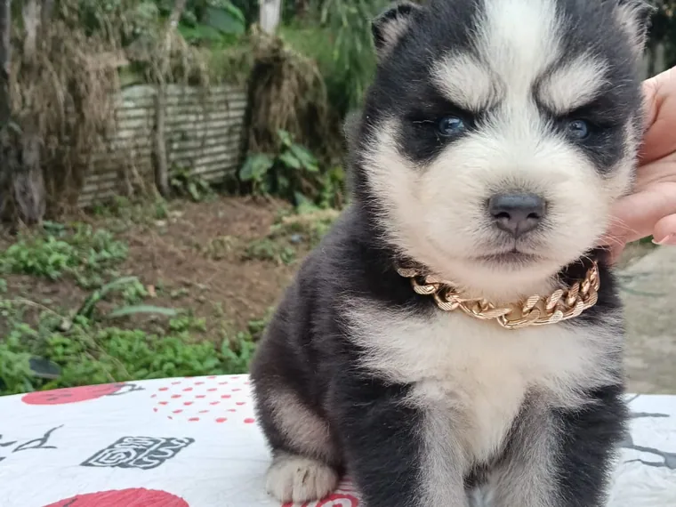 Husky Siberiano de raza pura — Mascooriente