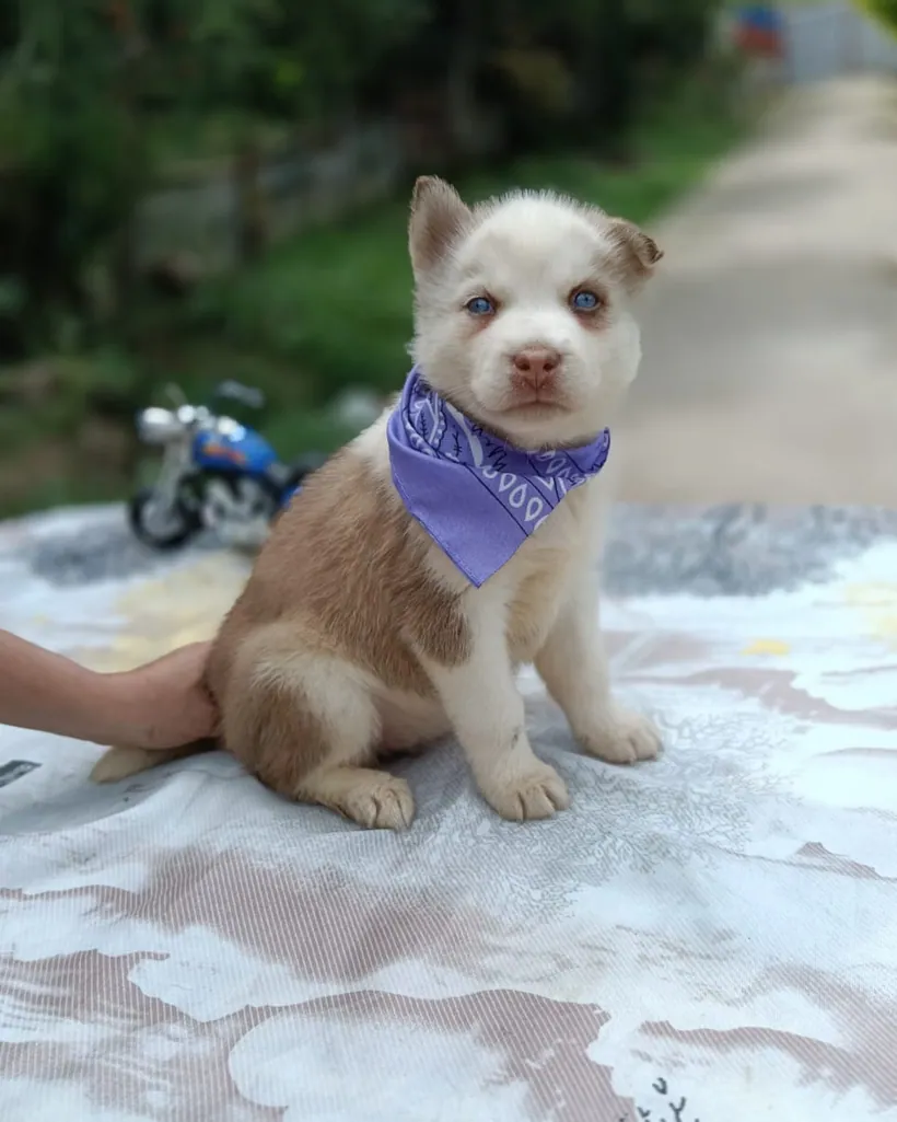Husky Siberiano de raza pura