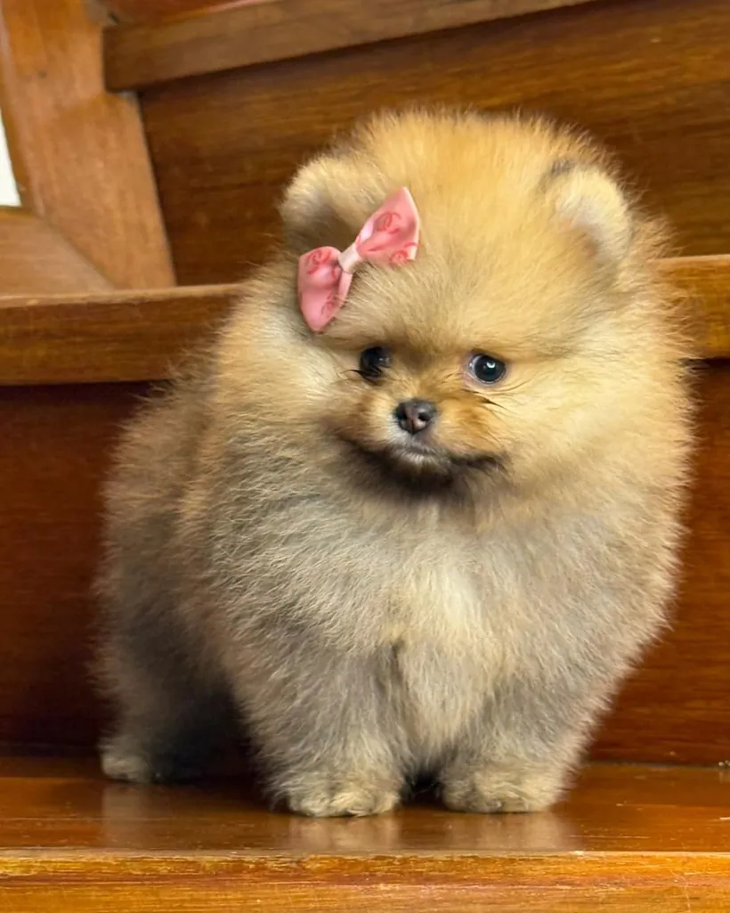 Pomerania cara de oso de raza pura