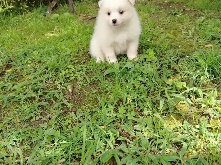 Pomerania Cara de Zorro — carácter y personalidad
