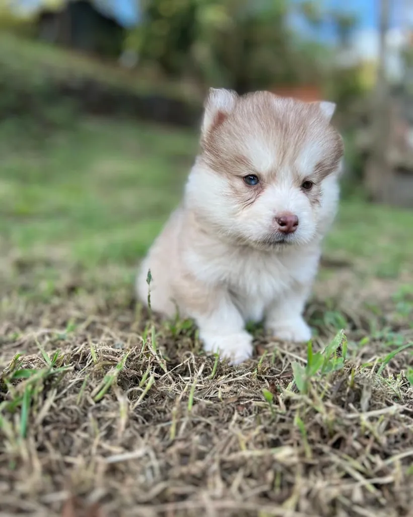 Pomsky de raza pura — Mascooriente