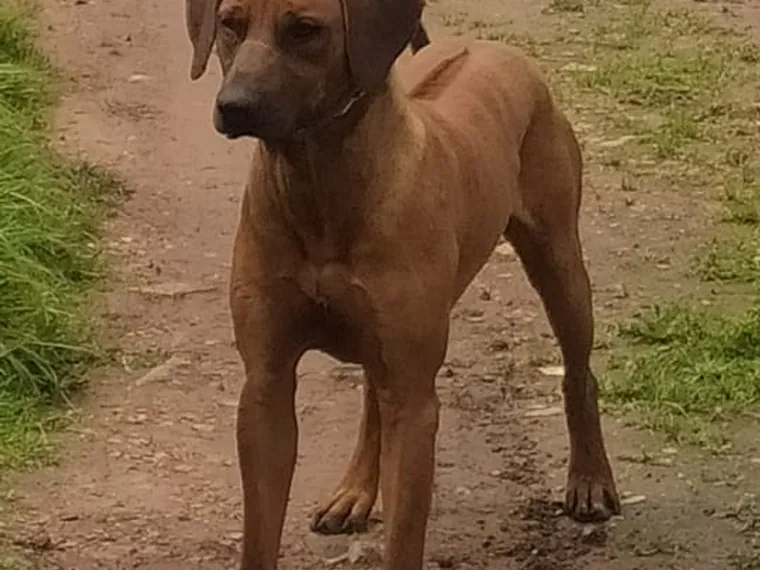 Rhodesian Ridgeback — carácter y personalidad