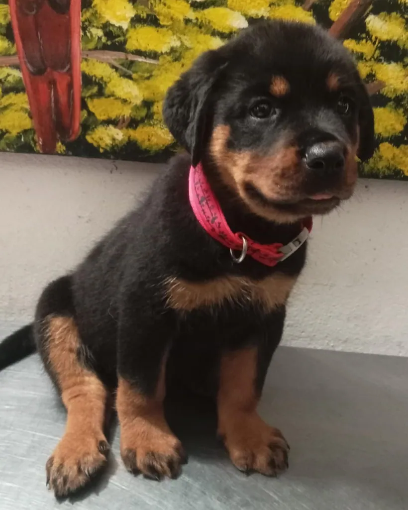 Rottweiler de raza pura