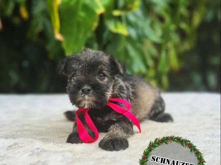 Schnauzer — cuidados