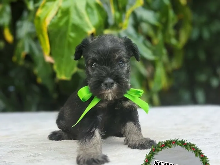 Schnauzer de raza pura — Mascooriente