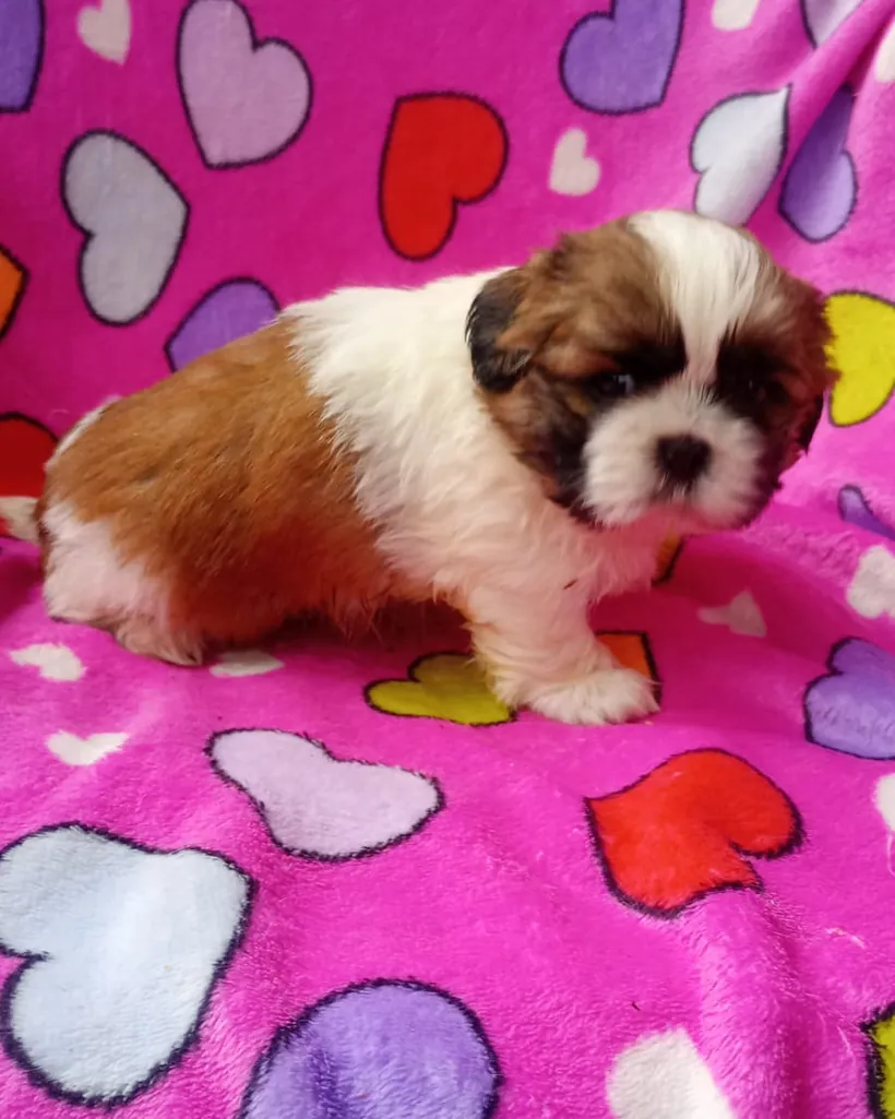 Shih Tzu de raza pura — Mascooriente
