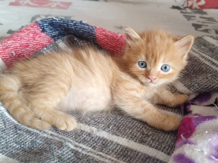 Gatitos Angora Turco — Mascooriente