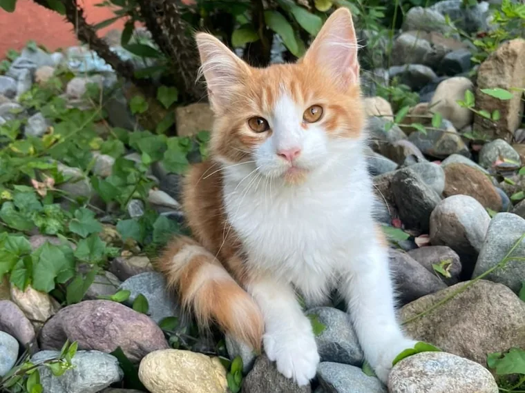 Angora Turco al aire libre — Mascooriente
