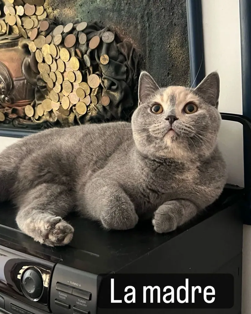 British Shorthair de raza pura