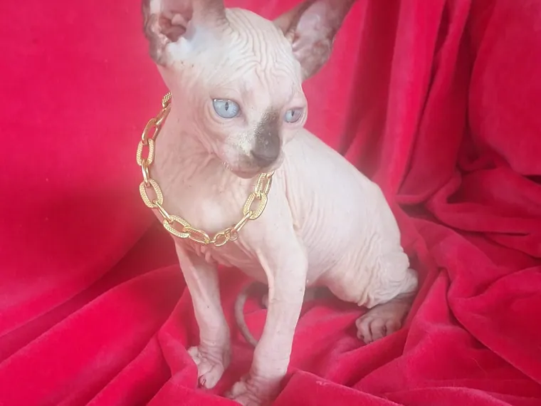 Esfinge (Sphynx) de raza pura — Mascooriente
