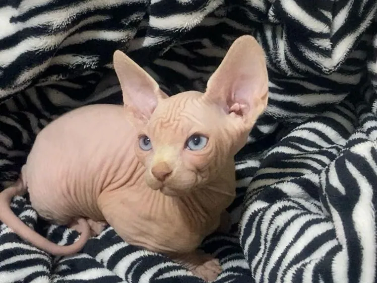 Esfinge (Sphynx) de raza pura — Mascooriente
