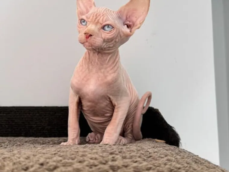 Esfinge (Sphynx) de raza pura — Mascooriente