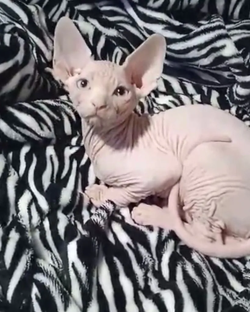 Esfinge (Sphynx) de raza pura — Mascooriente