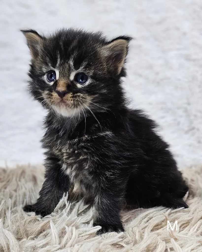 Maine Coon de raza pura