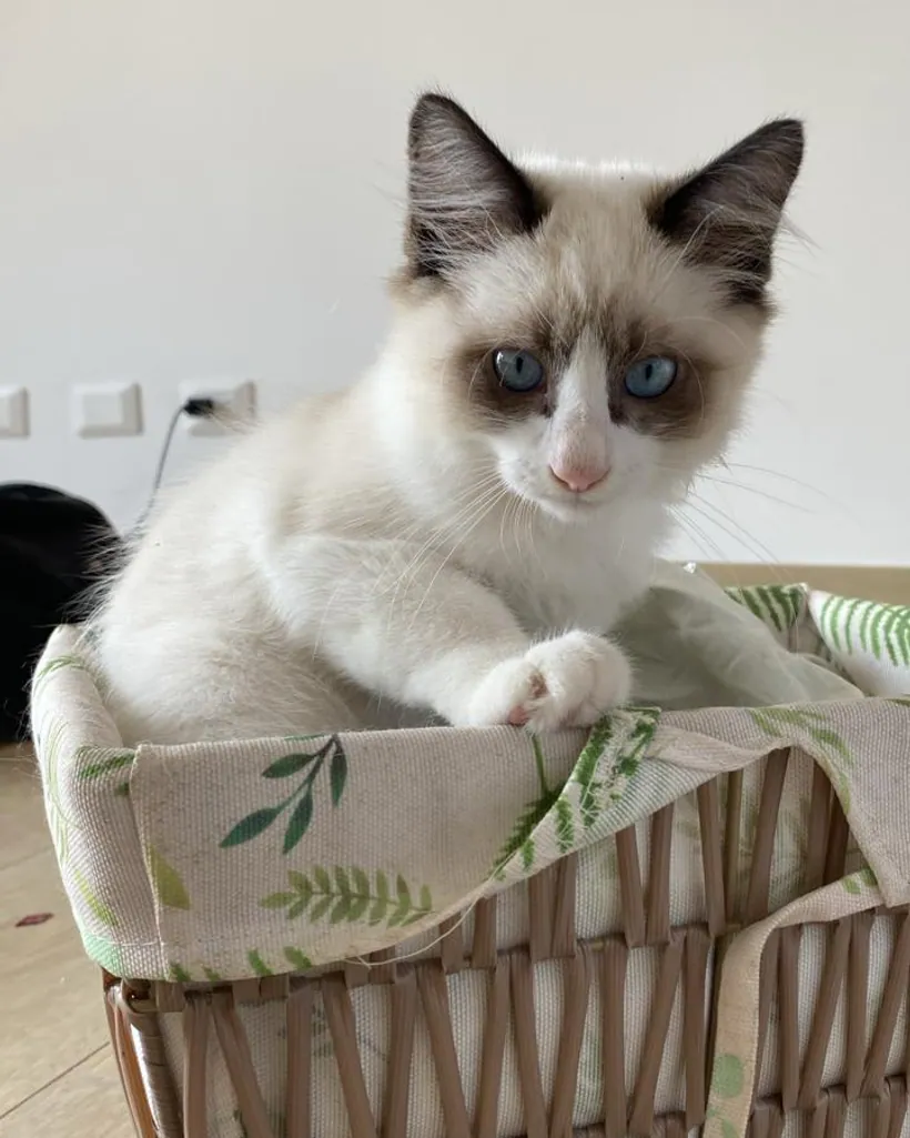 Ragdoll de raza pura