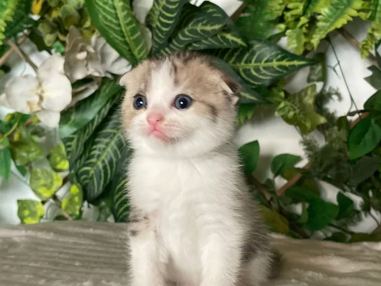 Scottish Fold de raza pura — Mascooriente
