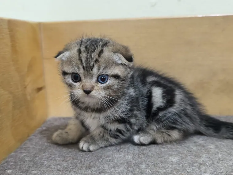 Scottish Fold — carácter y temperamento