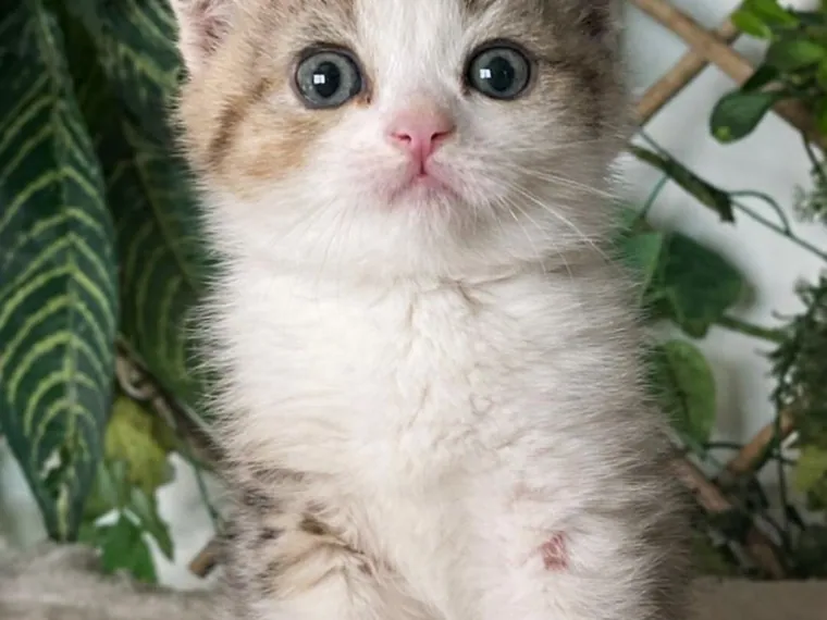 Scottish Fold en actividad — Mascooriente